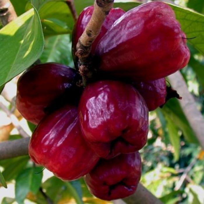 Jambu Gondang Manis